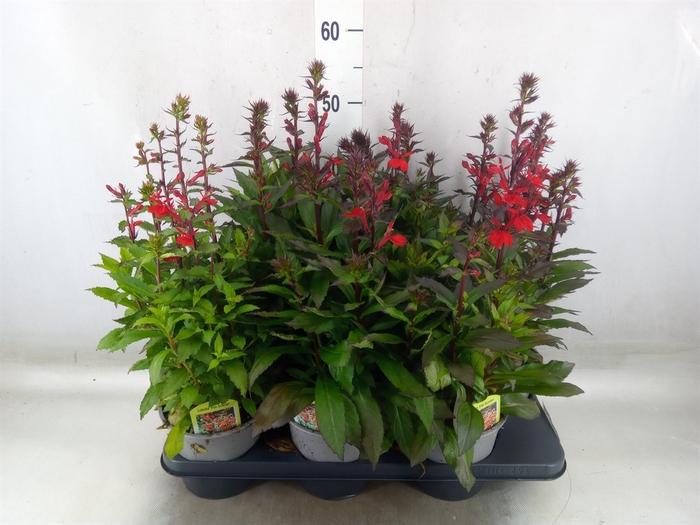 <h4>Lobelia speciosa 'Fan Scarlet'</h4>