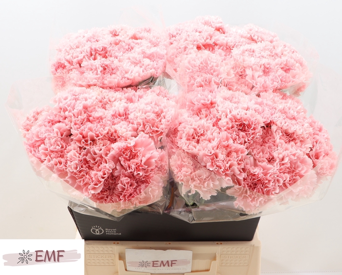 <h4>DI ST JODIE</h4>