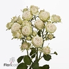 Rosa spray galina