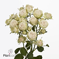 Rosa spray galina