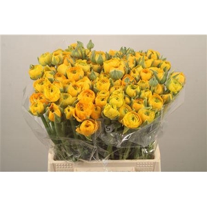 Ran. Elegance Yellow Extra