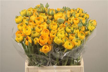 <h4>Ran. Elegance Yellow Extra</h4>