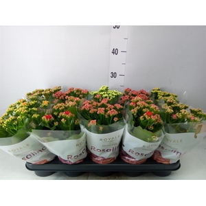 Kalanchoe blos. 'RoyalDon'   ..mix