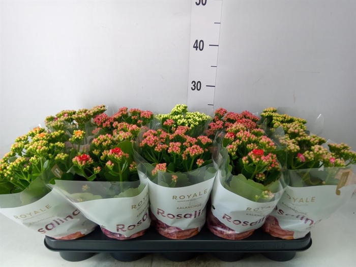 <h4>Kalanchoe blos. 'RoyalDon'   ..mix</h4>