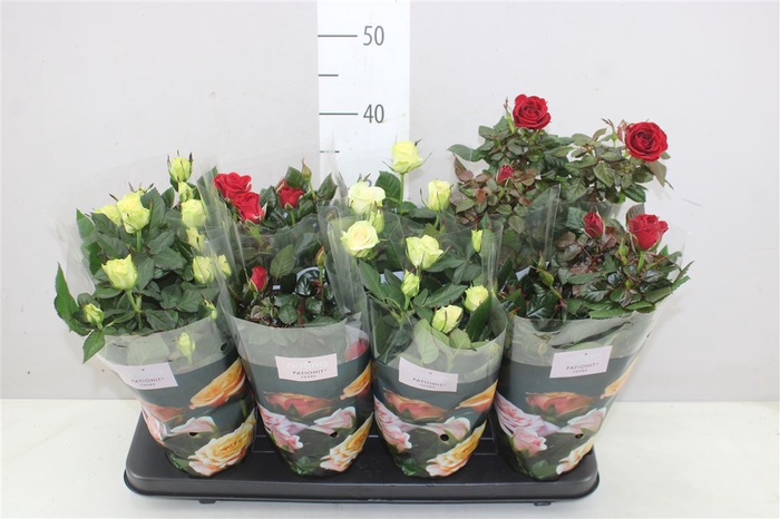 <h4>Rosa Patio Gemengd 2 Kleuren</h4>