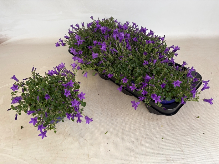 <h4>CAMP POR GEM 3 KL</h4>