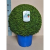 Buxus Semp Bol 50cm Jeans Of Garden