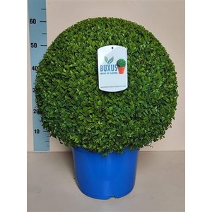 Buxus sempervirens overig