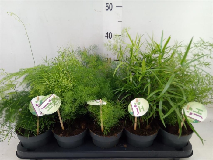 <h4>Asparagus   ...mix</h4>