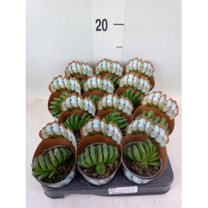 Haworthia   ...
