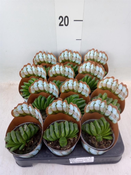 <h4>Haworthia   ...</h4>