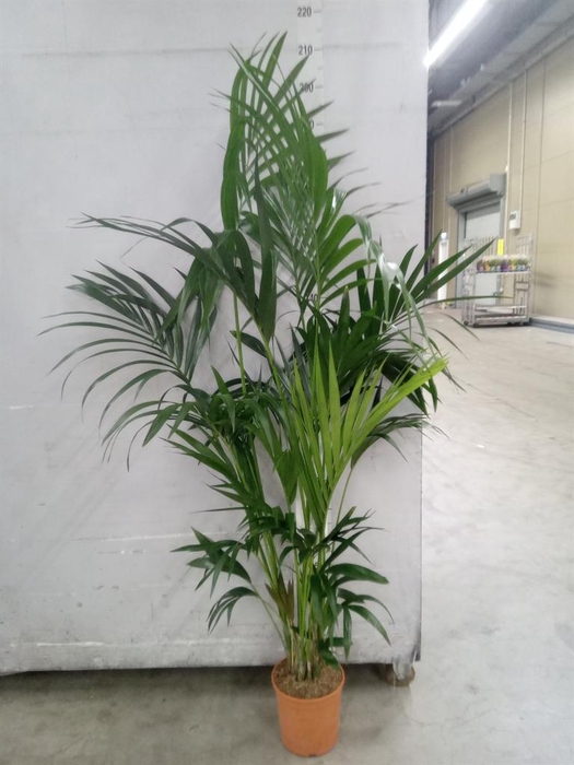 <h4>Howea forsteriana</h4>