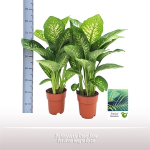 Dieffenbachia Tropic Snow