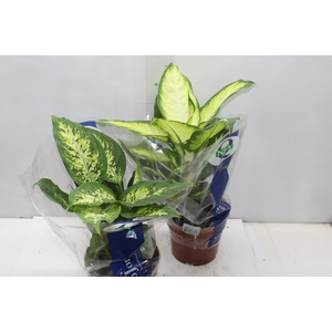 DIEFFENBACHIA VARIADO P17