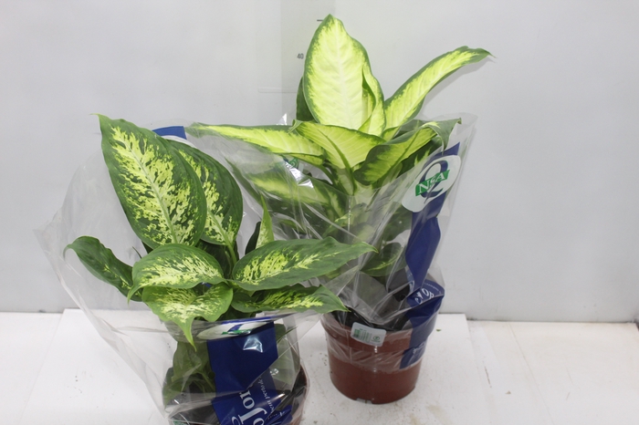 <h4>DIEFFENBACHIA VARIADO P17</h4>