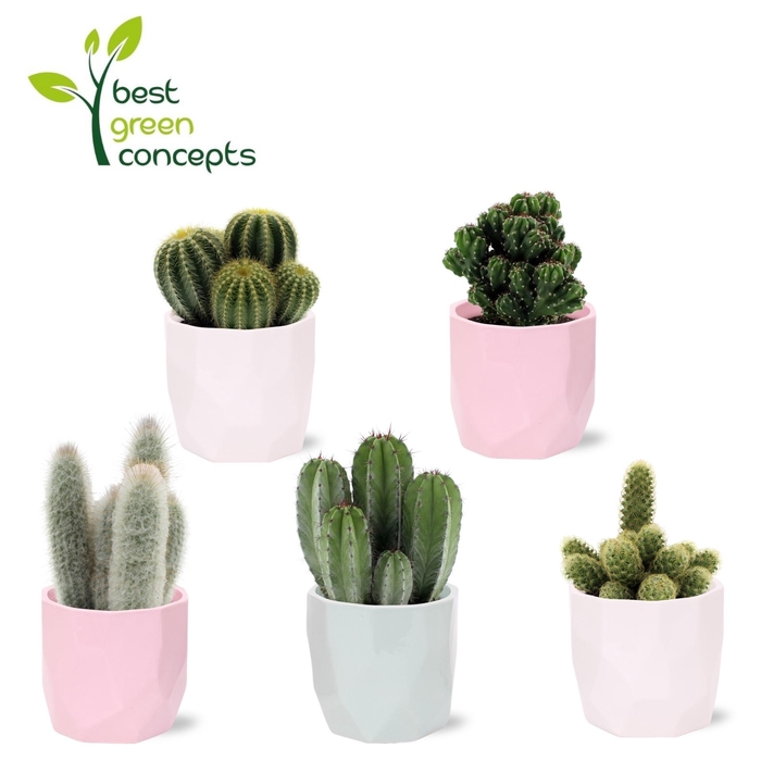 <h4>CACTUS OV</h4>