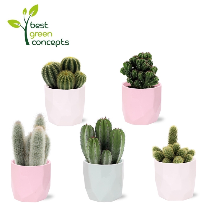 <h4>CACTUS OV</h4>