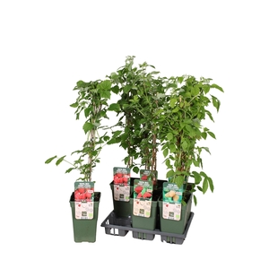RUBUS IDAEUS