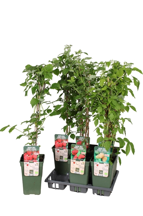 <h4>RUBUS IDAEUS</h4>
