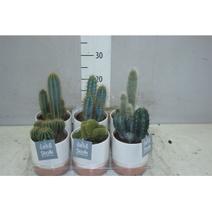 Cactus Gemengd Milou Keramiek