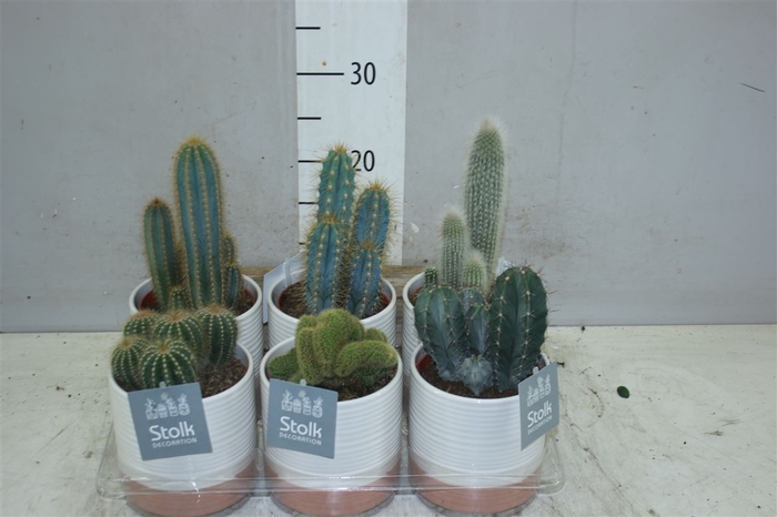 <h4>Cactus Gemengd Milou Keramiek</h4>