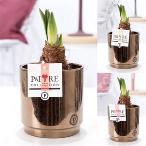 Hippeastrum mix in P&PURE Juliette ceramics goldbronze