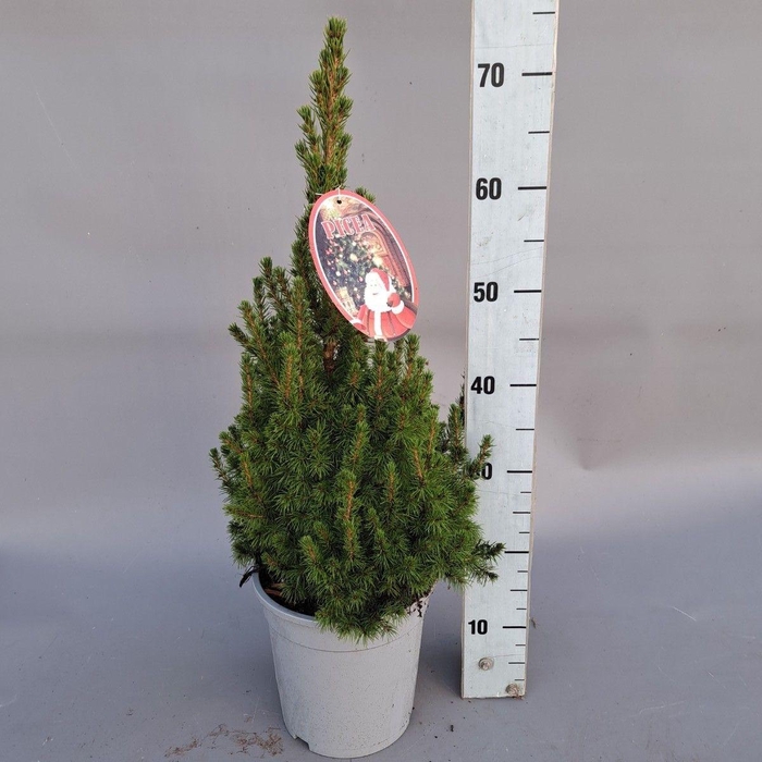 <h4>PICEA GL CONICA</h4>