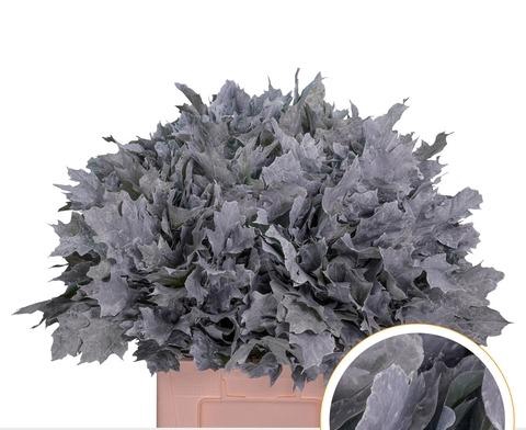 <h4>QUERC RUBRA 60CM FROST WIT</h4>