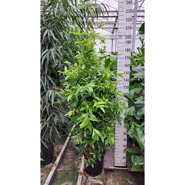 <h4>Dracaena Surculosa</h4>