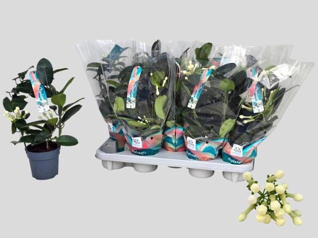 <h4>STEPH FL OV</h4>