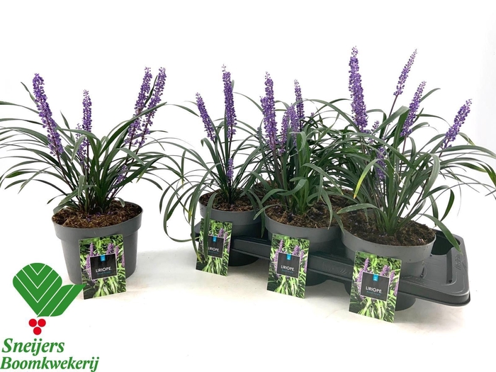 <h4>LIRIOP ROYAL PURPLE</h4>