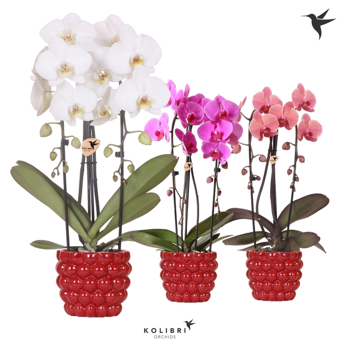 <h4>Kolibri Orchids Phalaenopsis Cascade Niagara Fall mix 2 spike in Berry pot</h4>