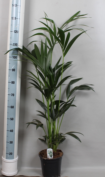 <h4>HOWEA FORSTERIANA</h4>