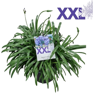 Agapanthus blauw pot 40, doorbloei grootbloemig .XXL bloemen