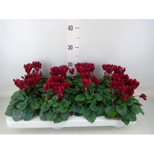 Cyclamen KL 'Compact'