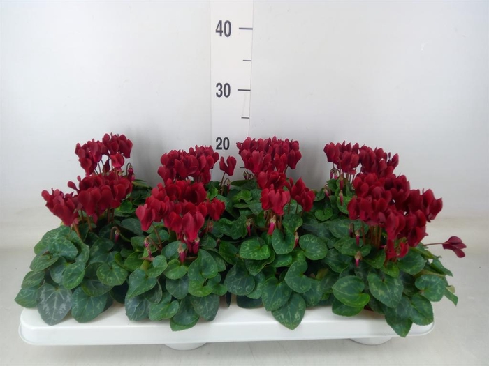 <h4>Cyclamen KL 'Compact'</h4>