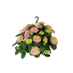 Hydrangea macr. 27cm Roze hangplant 20+ Bloem