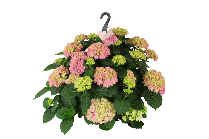 <h4>Hydrangea macr. 27cm Roze hangplant 20+ Bloem</h4>