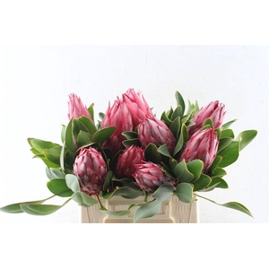 Protea Cy Madiba C