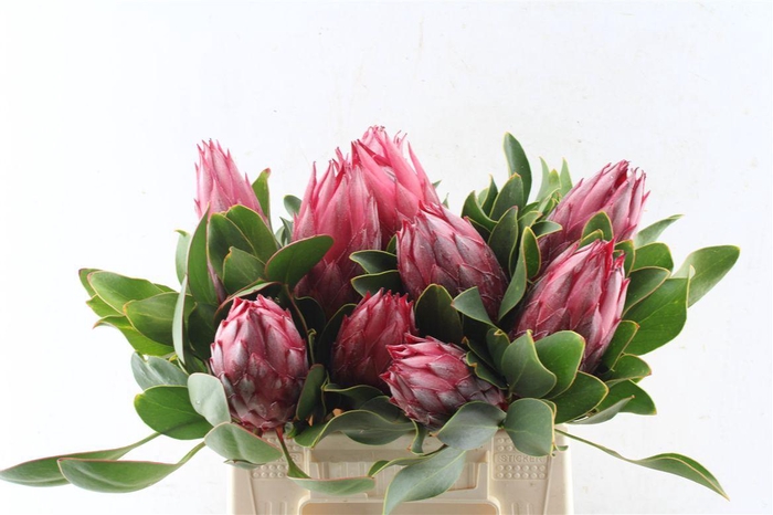 <h4>Protea Cy Madiba C</h4>