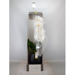 Phalaenopsis   ...white