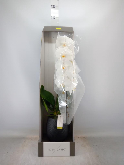 <h4>Phalaenopsis   ...white</h4>