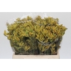 Anigozanthos Cape Aurora