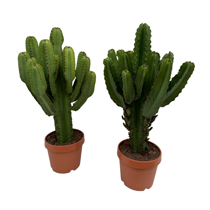 <h4>Euphorbia ingens P30</h4>