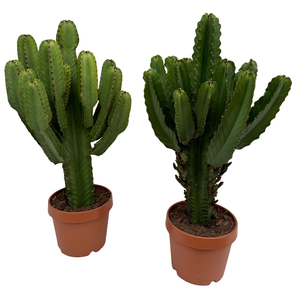 Euphorbia ingens P30