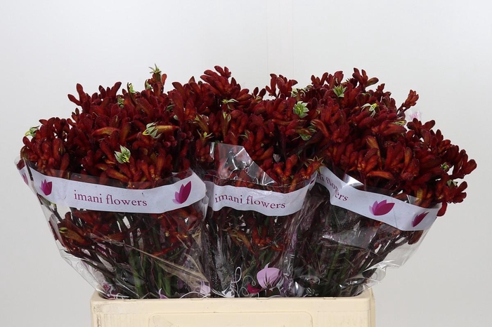 <h4>Anigozanthos Early Spring</h4>