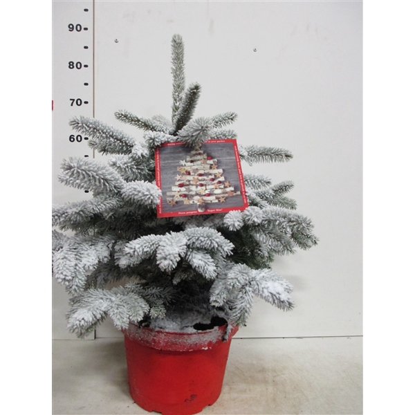 <h4>Picea sneeuw Super Blue 60-80 cm P28</h4>