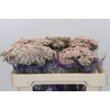 Ozothamnus Cooks Pink