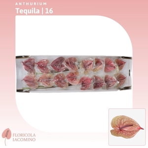 Anthurium Tequila