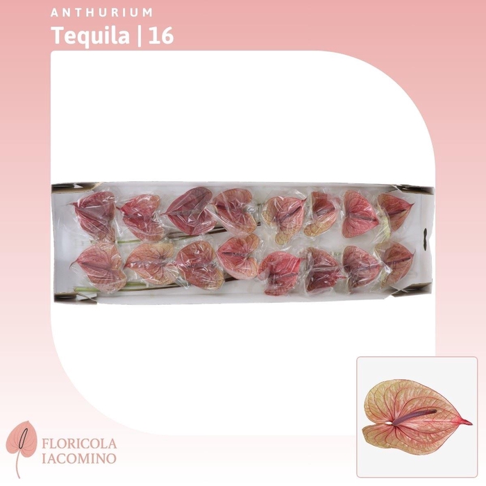 <h4>Anthurium Tequila</h4>